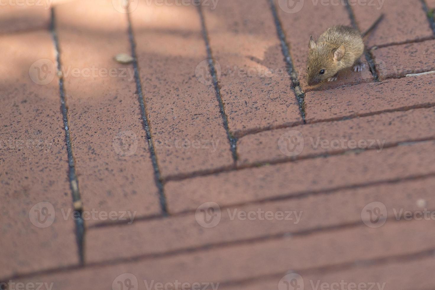 Mice very small young mouse photo