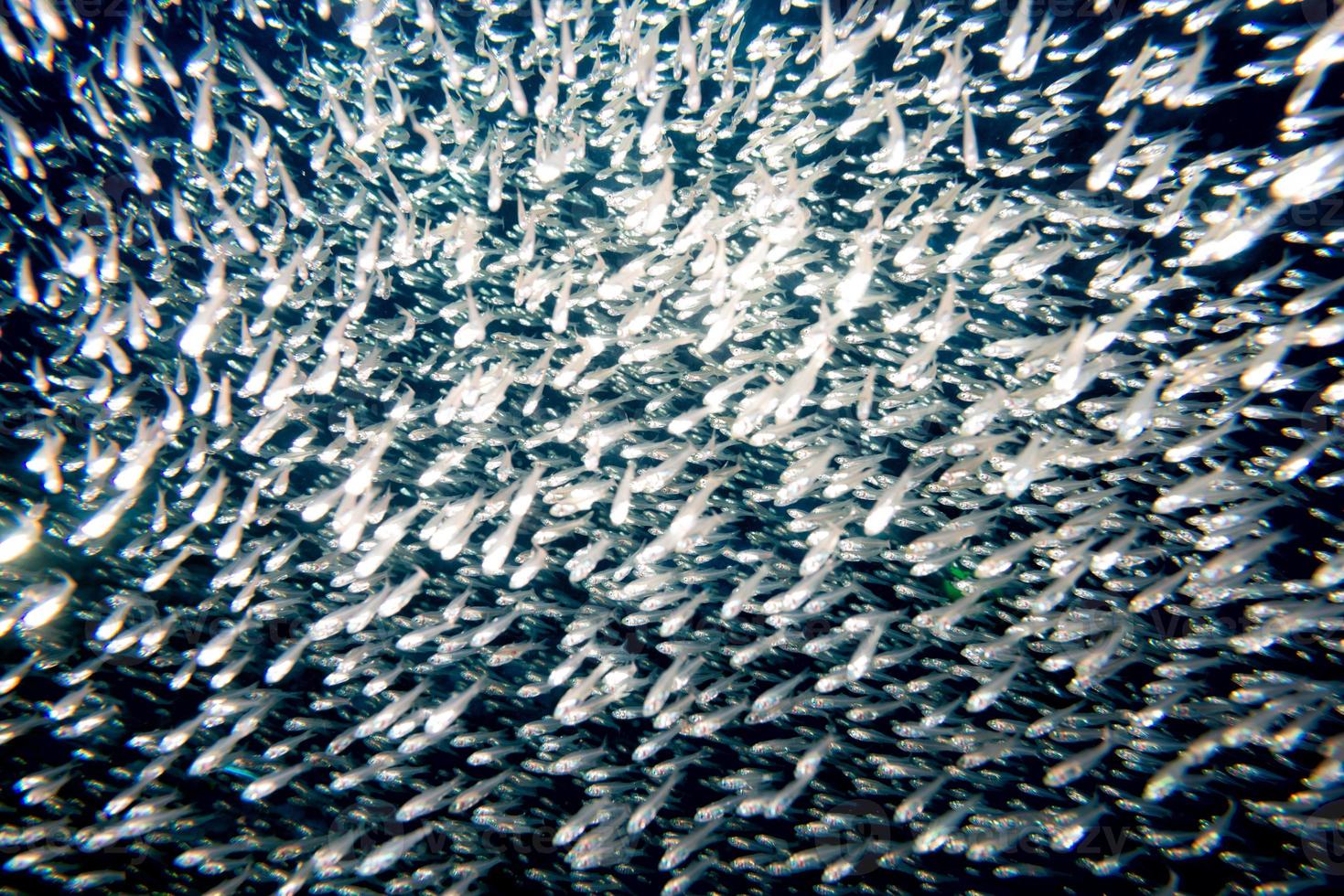 Glass fishes giant bait ball moving underwater photo