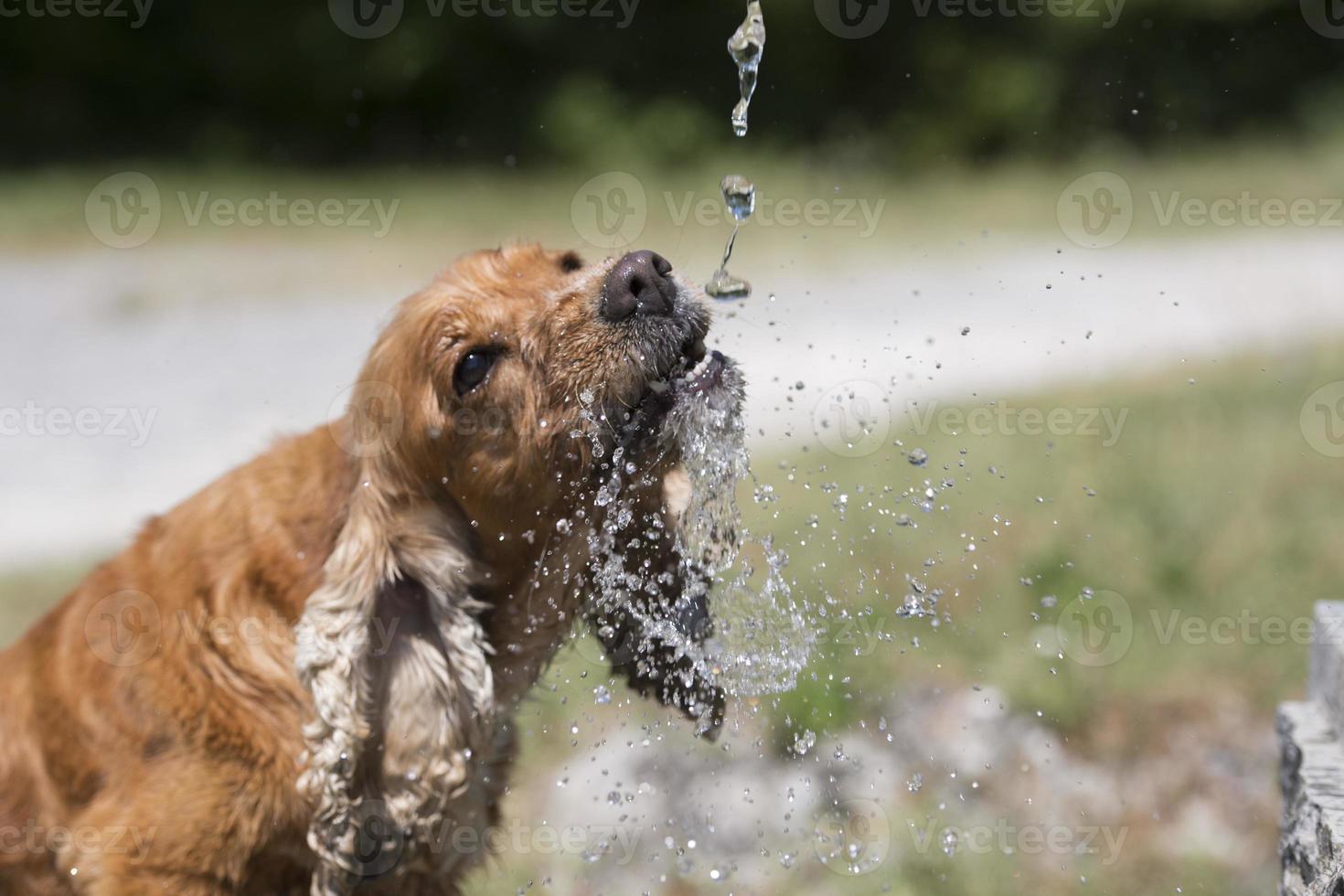 English puppy cocker spaniel running in wheat photo