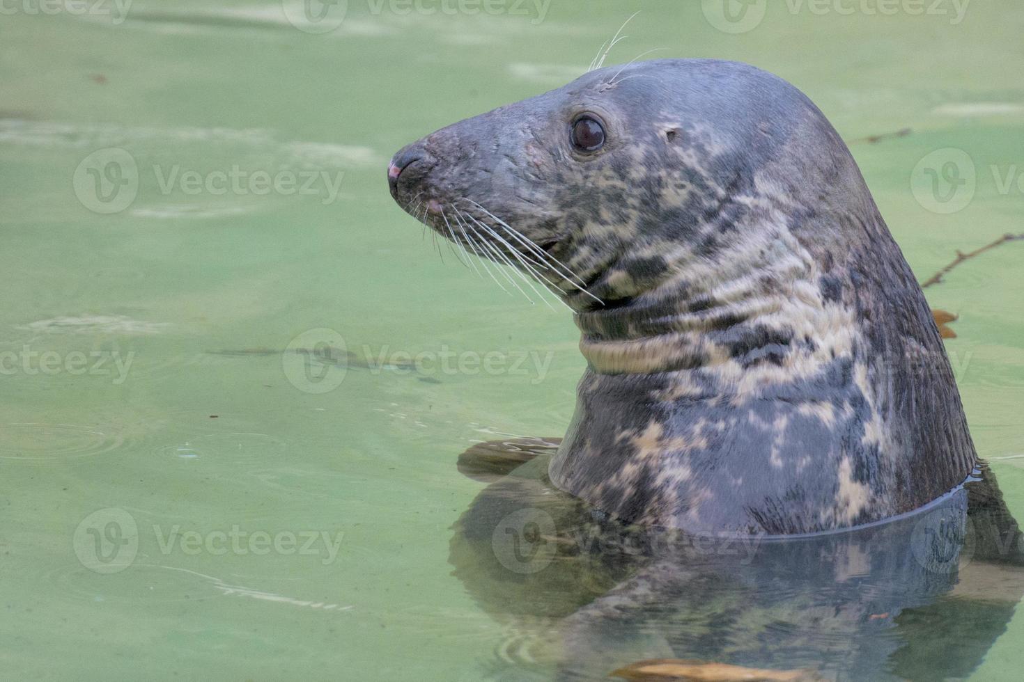 A seal while swimming photo