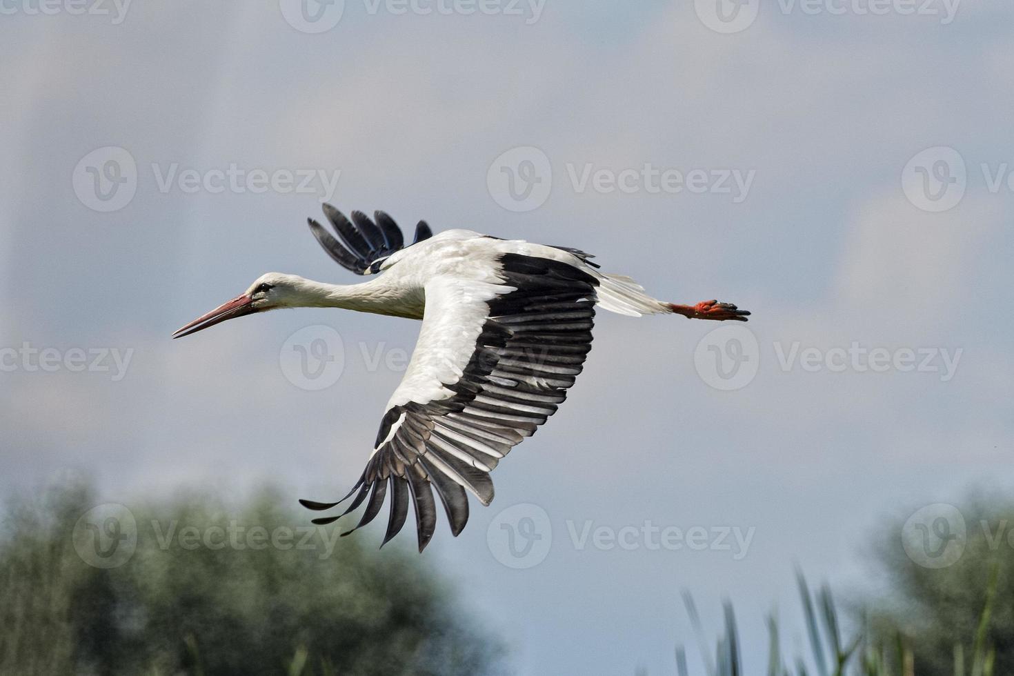 Stork portrait while flying photo