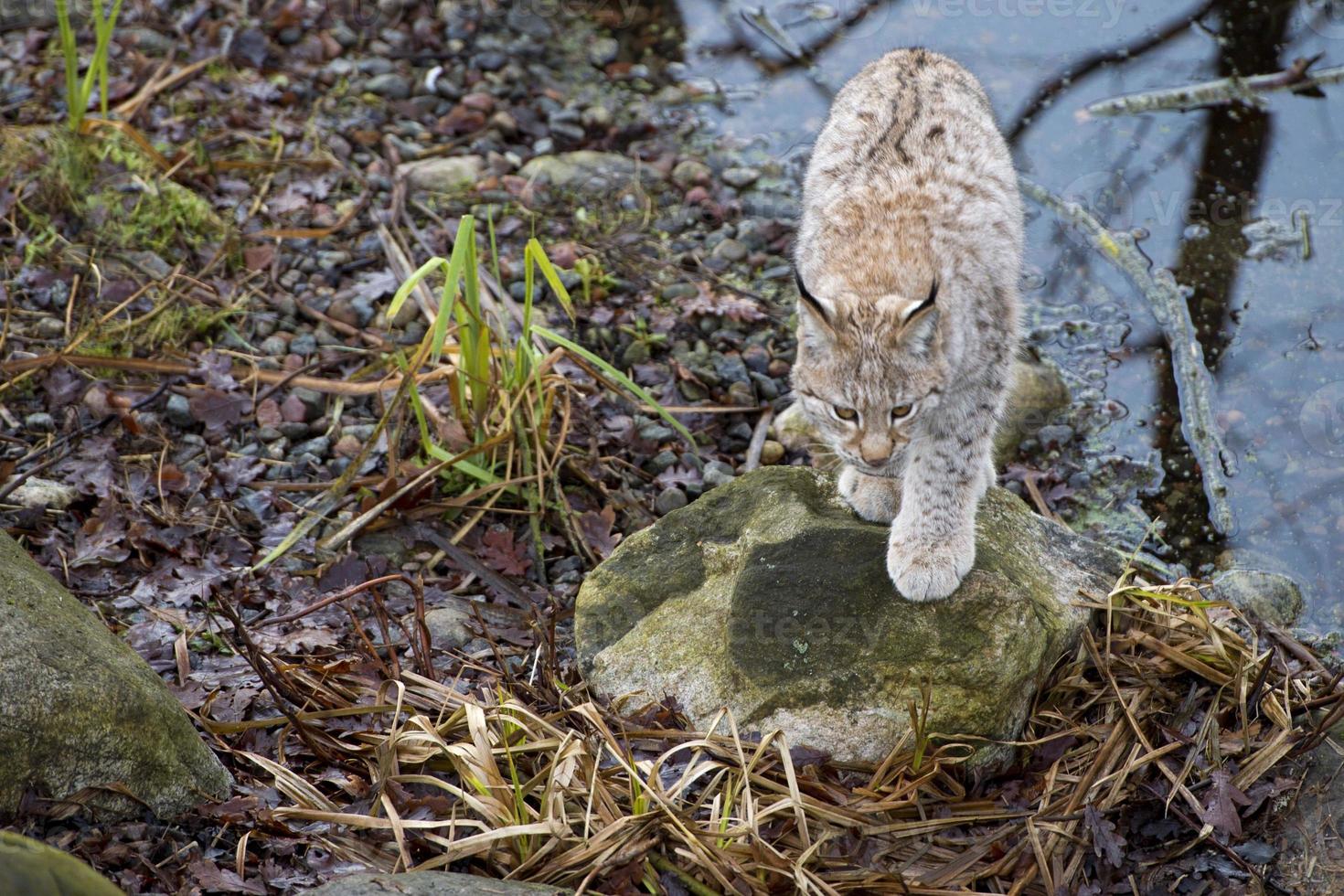 lynx in the grass photo