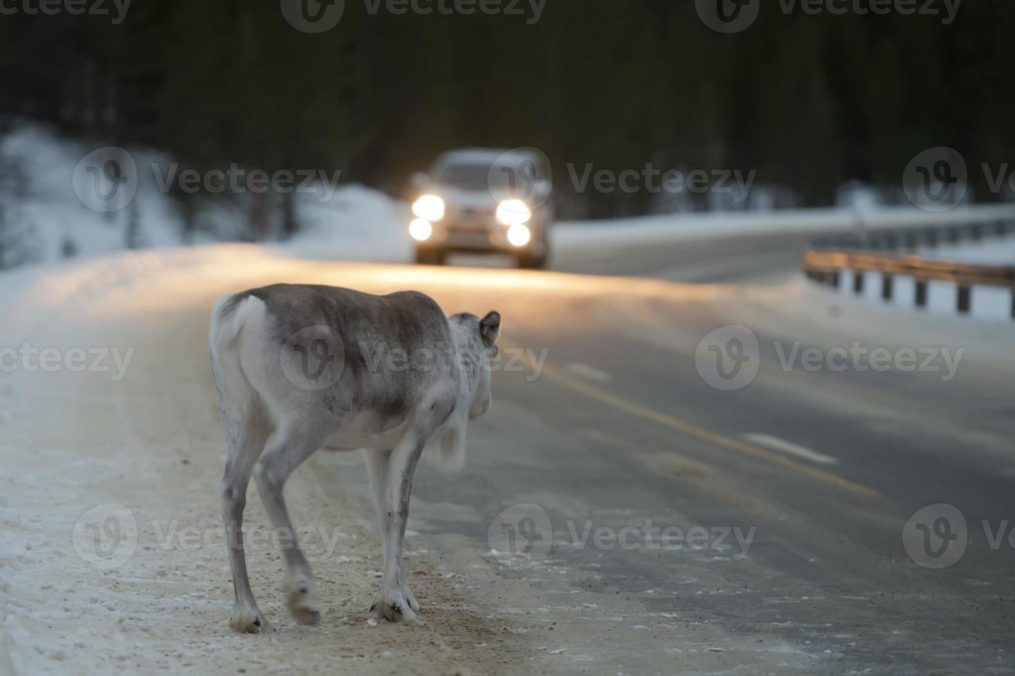 reindeer portrait in winter snow time photo