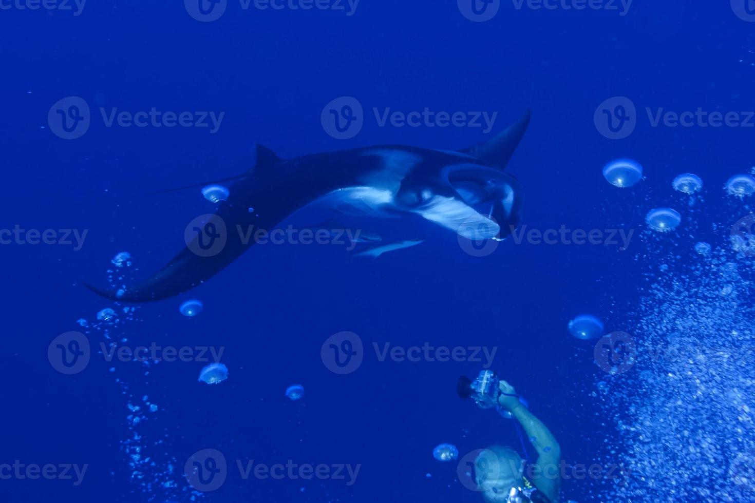 A manta in the deep blue sea photo