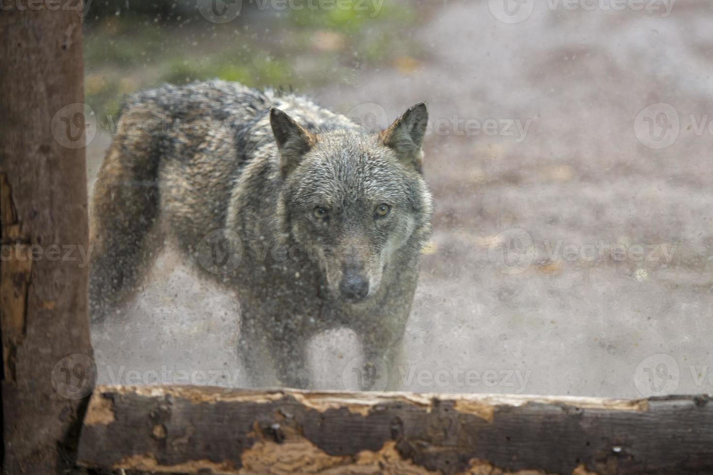 wolf outside a window photo