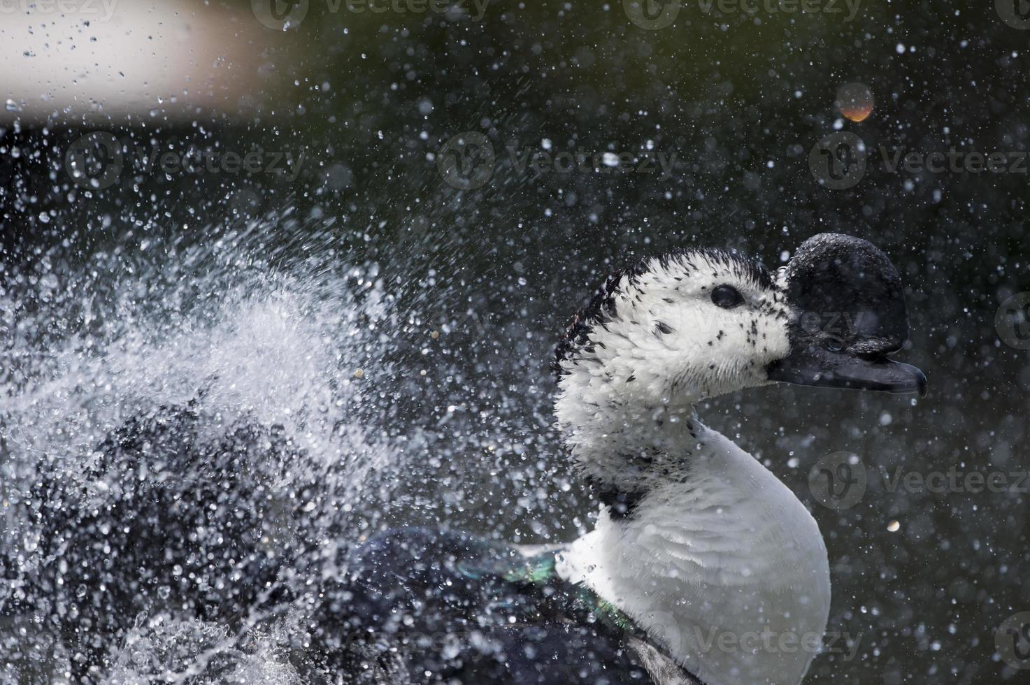 pato salvaje mientras chapotea en el agua foto