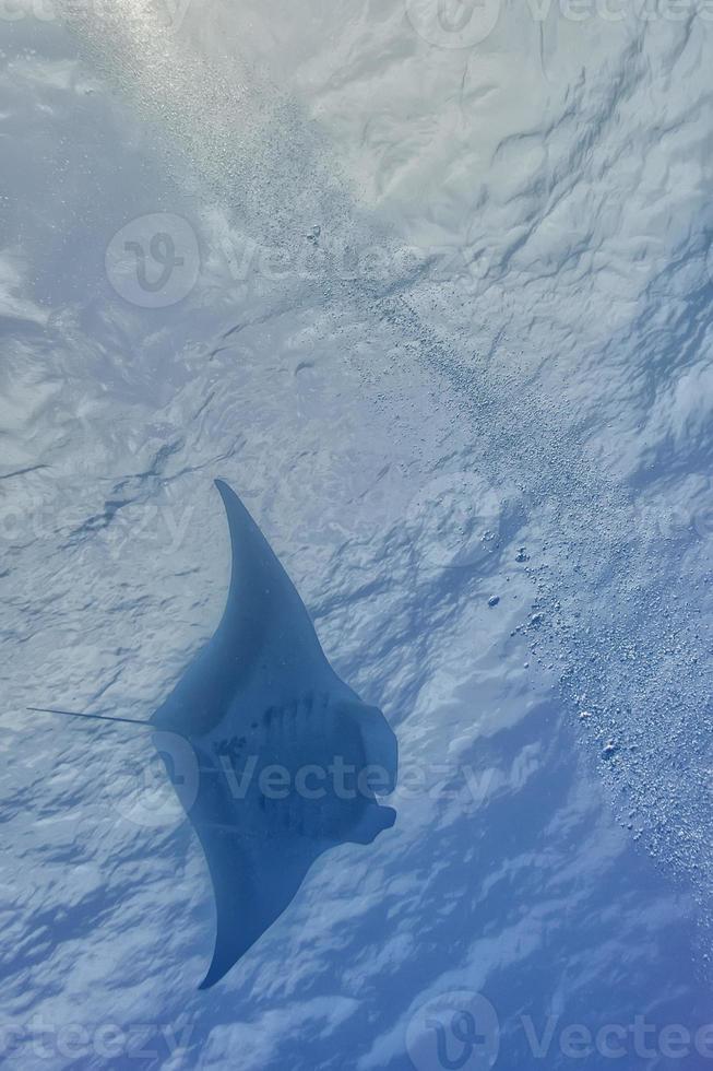 A manta in the deep blue sea photo