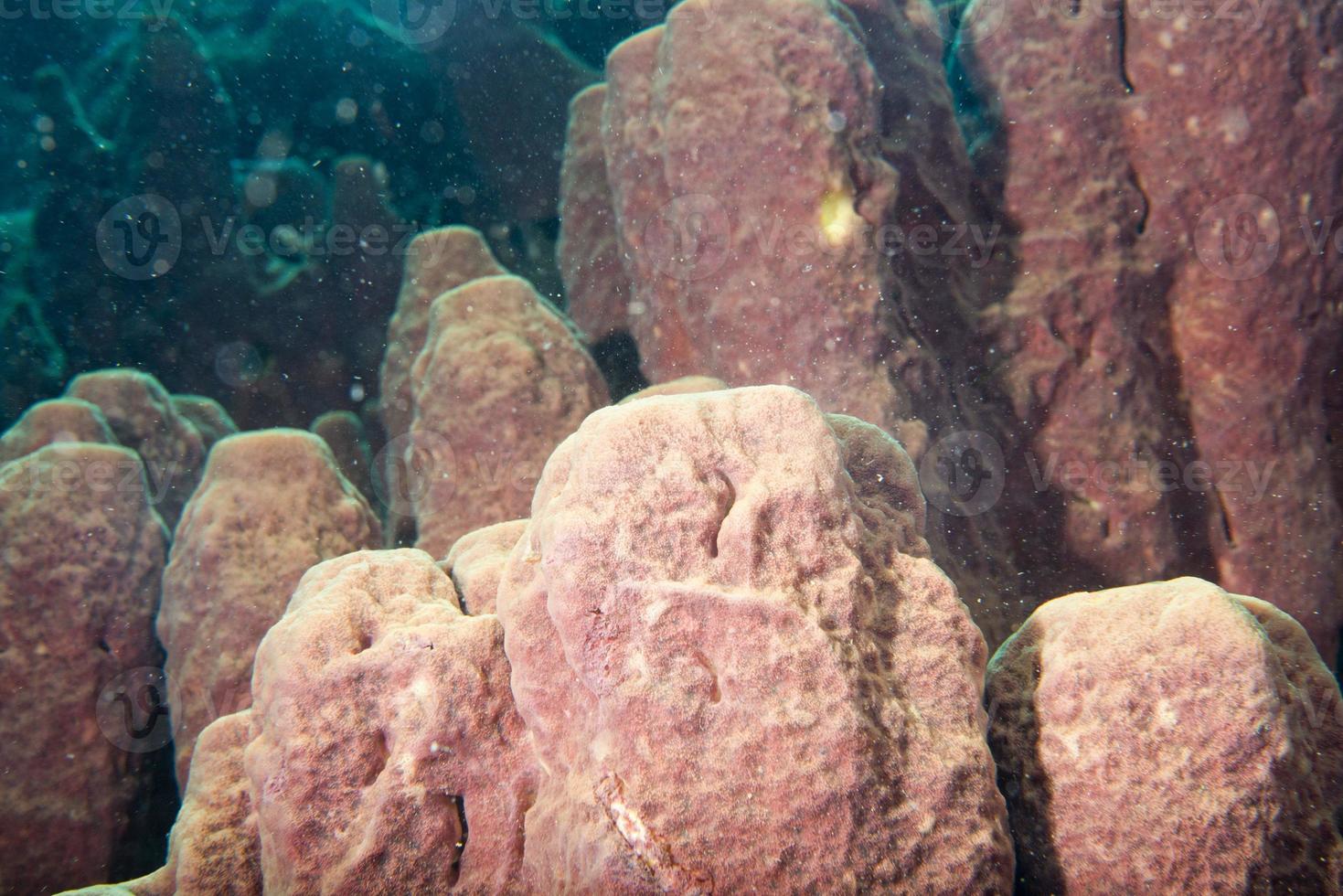 Hard coral macro detail while diving in Indonesia photo
