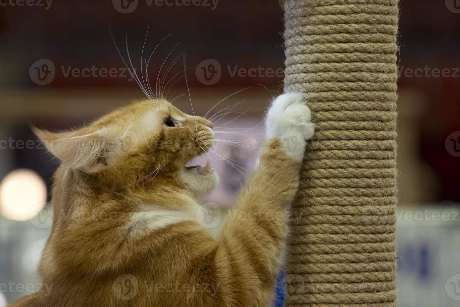 A cat pet close up portrait while scratching and roaring photo