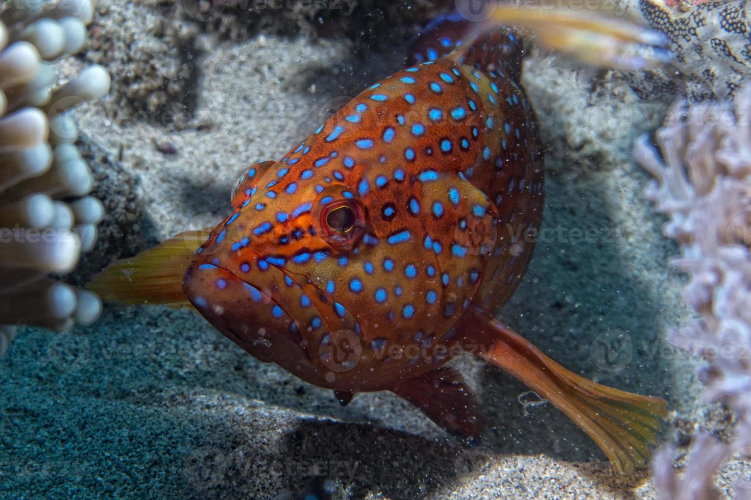 colorful grouper isolated on black photo
