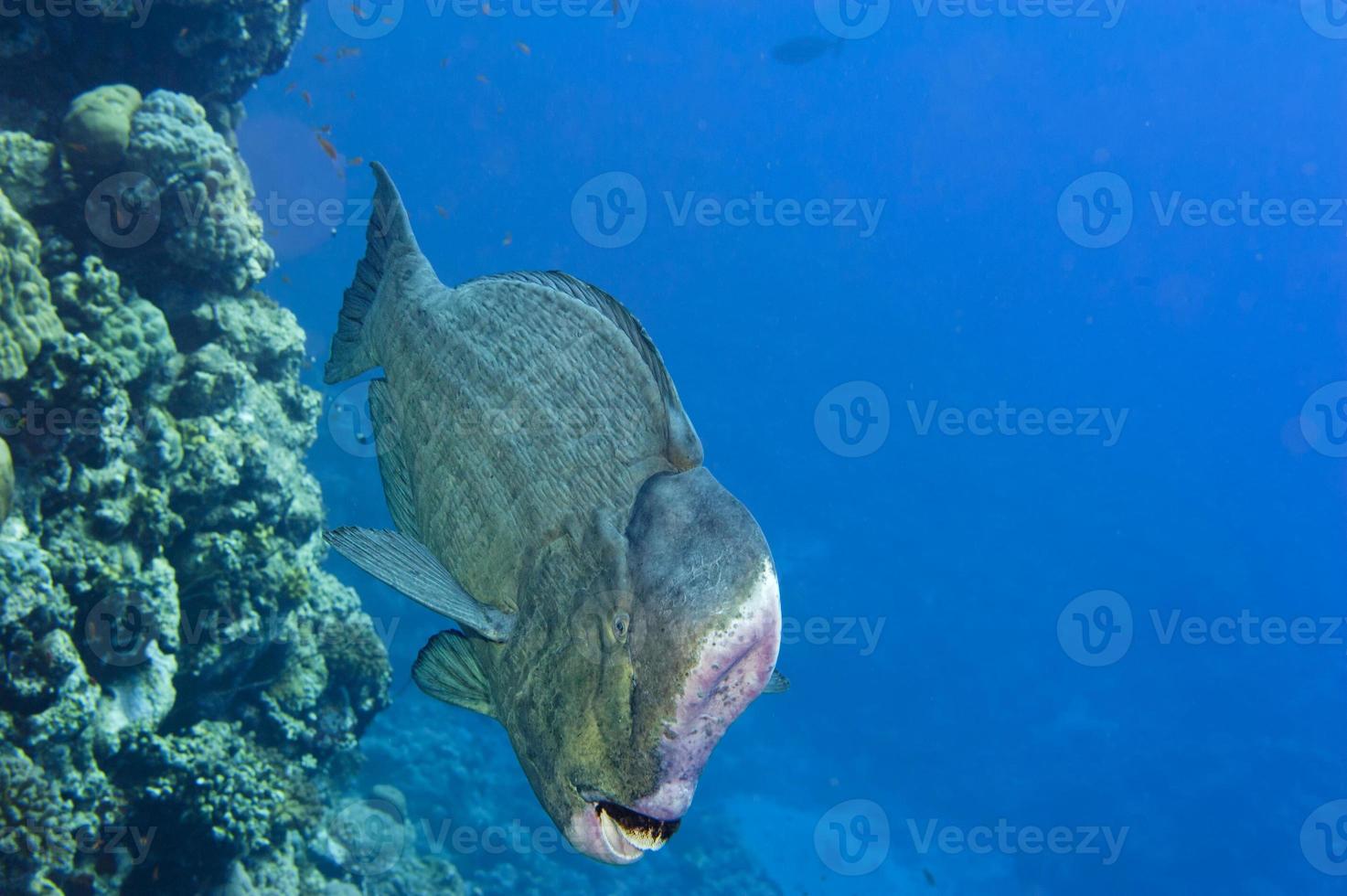 Bump head jack fish close up portrait in the reef background photo