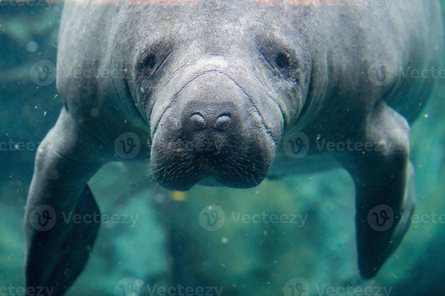 manatee close up portrait looking at you photo