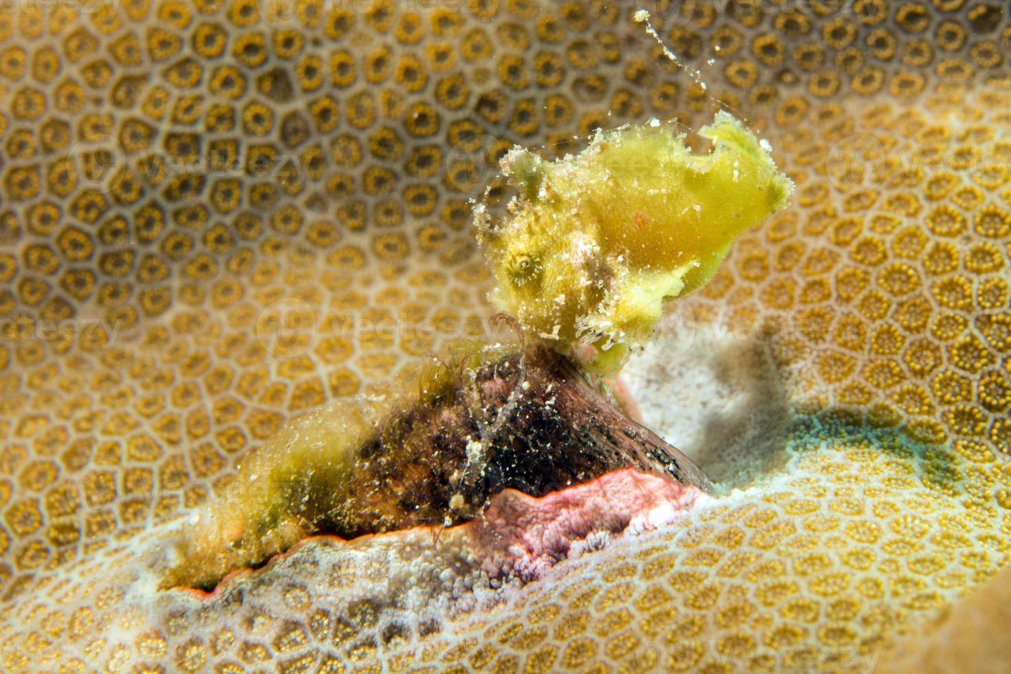 Newborn Baby yellow frog fish while diving indonesia photo