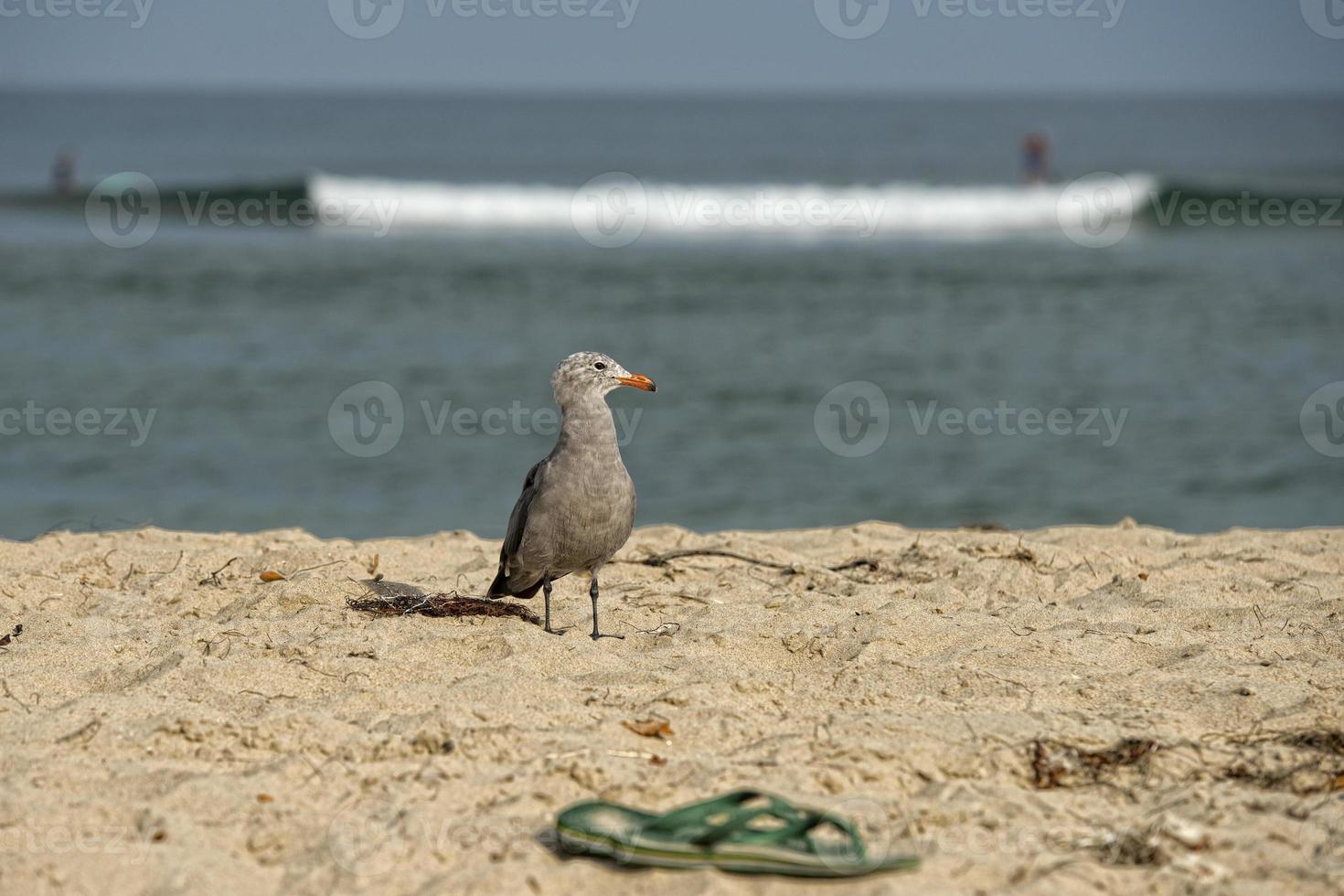 seagull on sandy beach photo