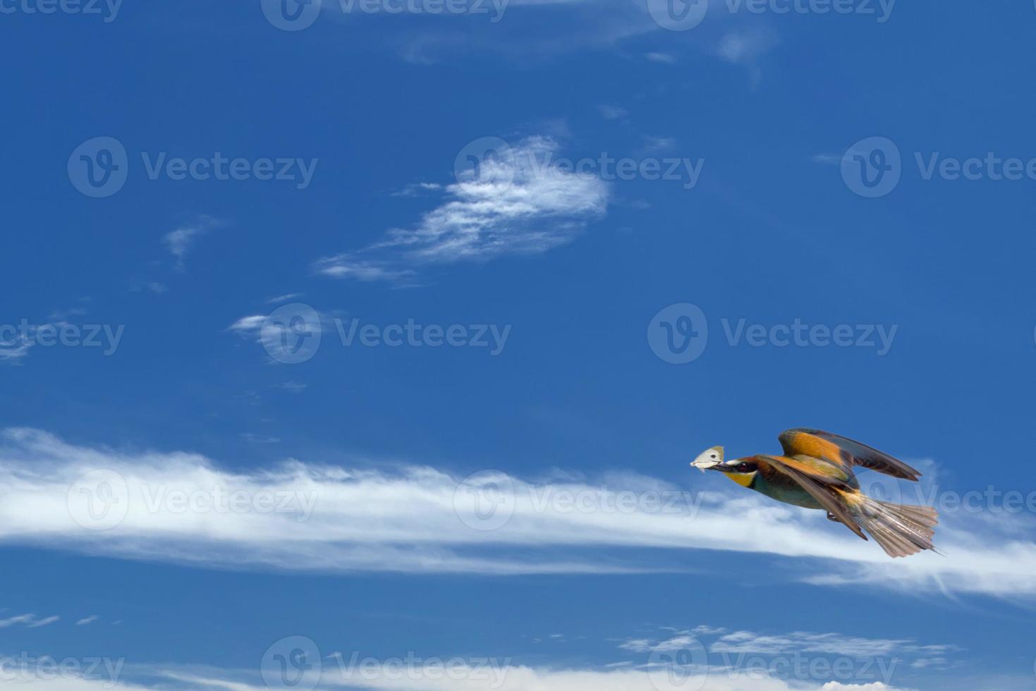 A bee eater bird flying with a butterfly photo