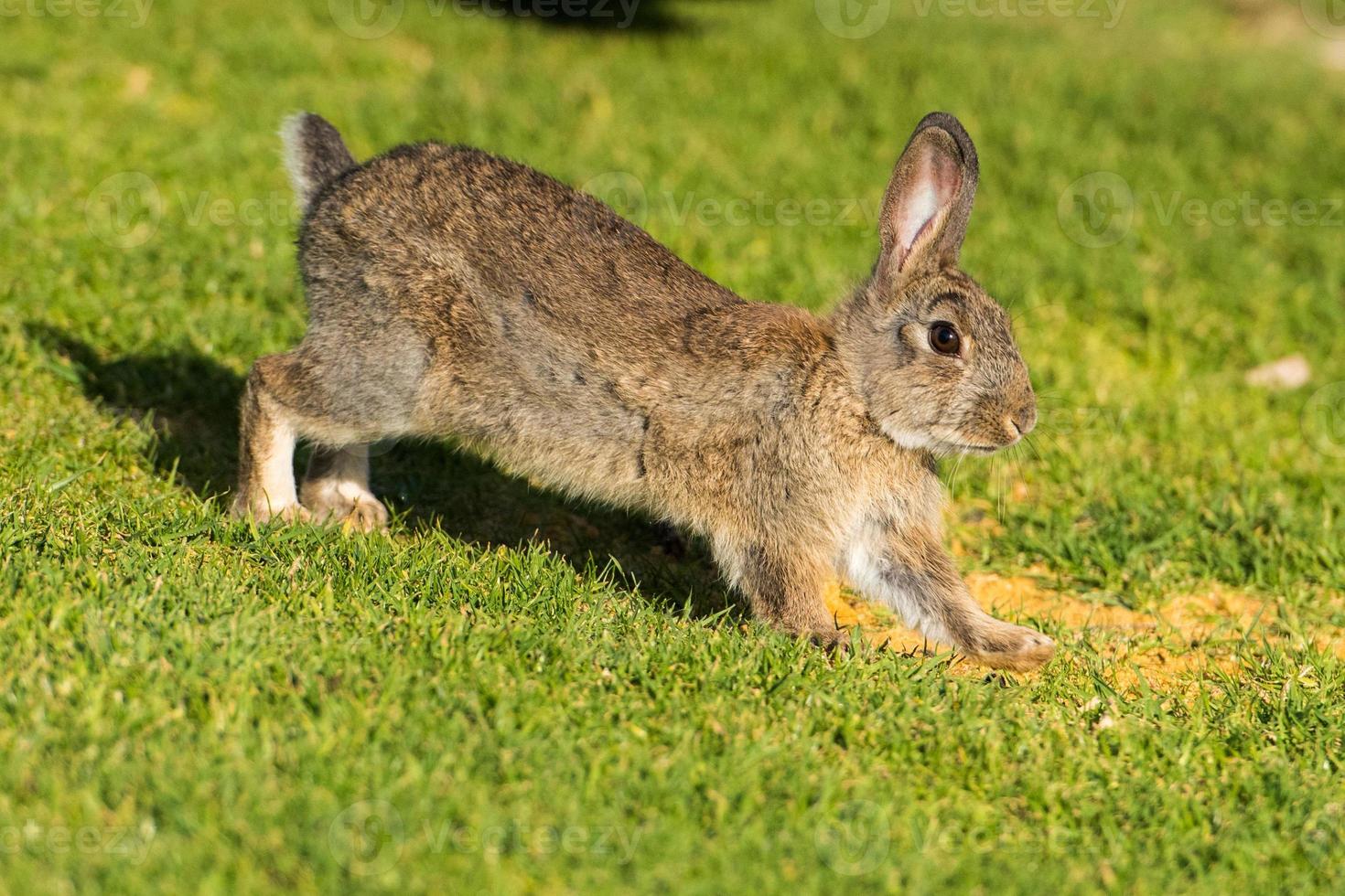 Young puppy Jack rabbit hare wild bunny photo