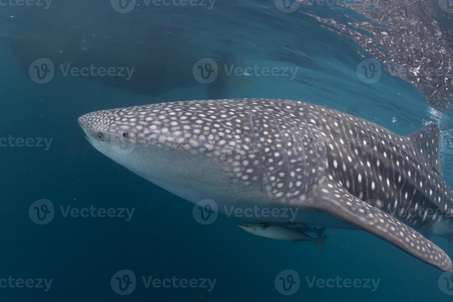 Isolated Whale Shark portrait underwater in Papua photo