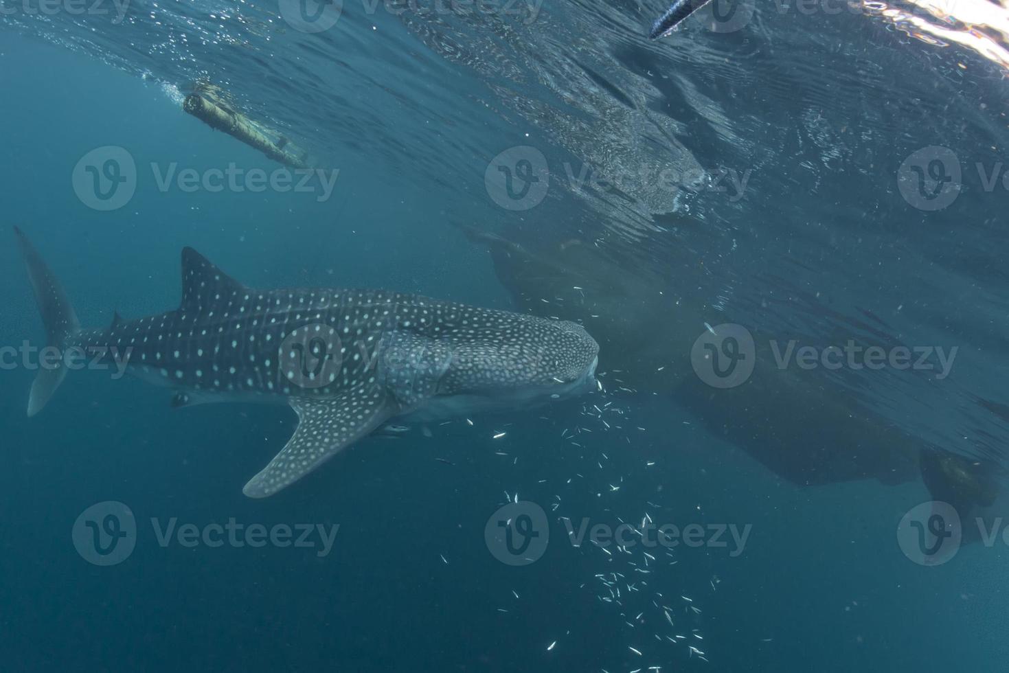 Whale Shark close up underwater portrait photo