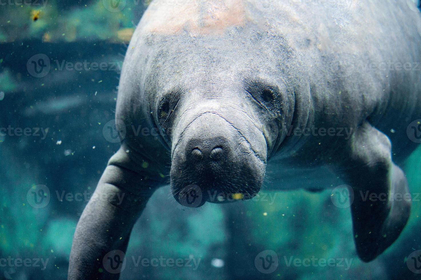 manatee close up portrait looking at you photo