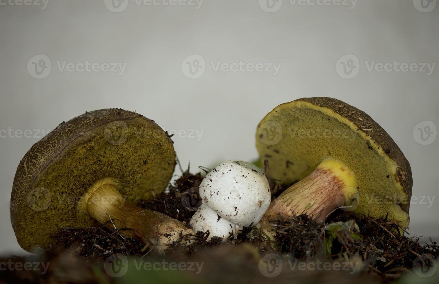 mushroom in natural environment photo