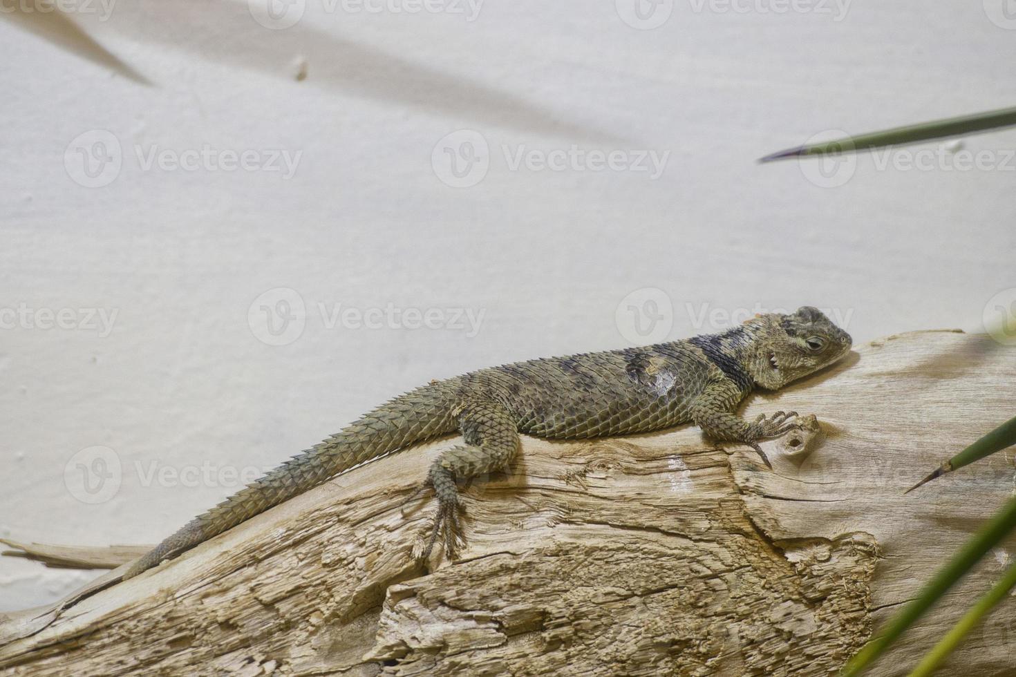 lagarto espinoso azul foto