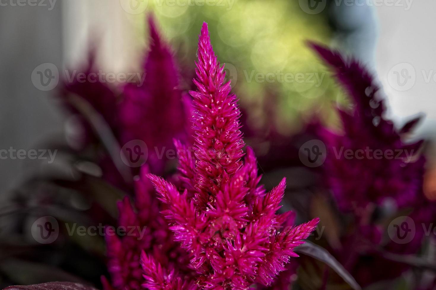 dried flower arrangement photo