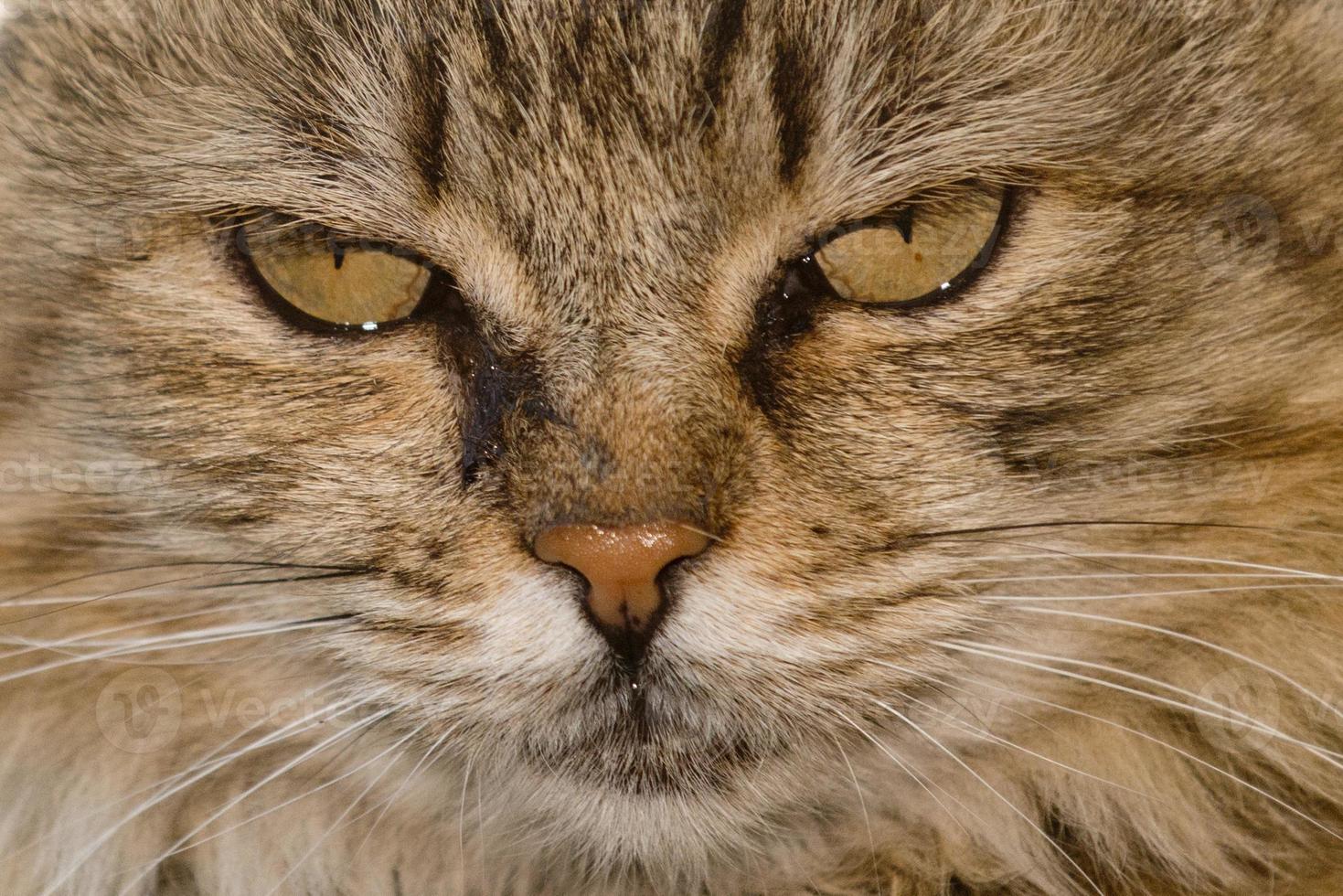 cat close up portrait photo