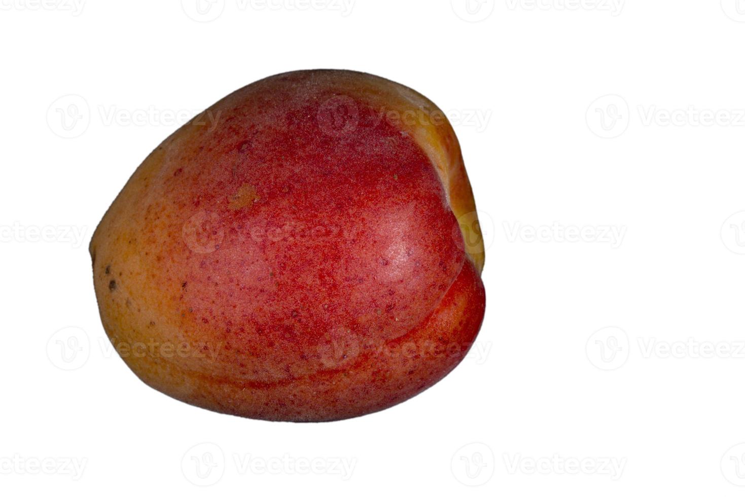 Apricot isolated on white photo
