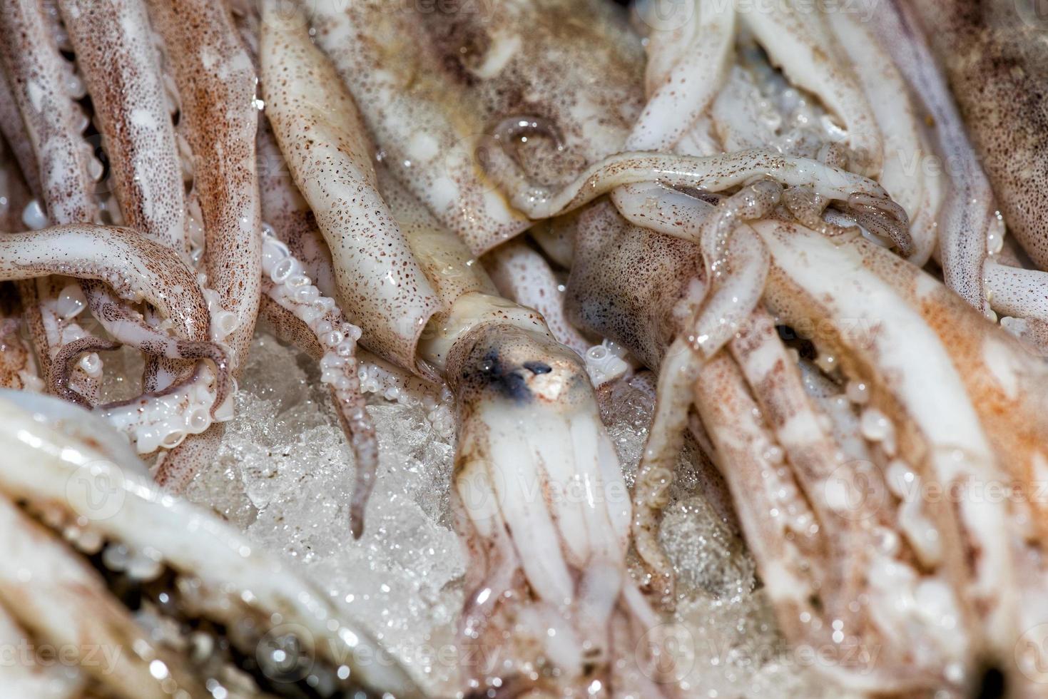 fresh squids at the market photo