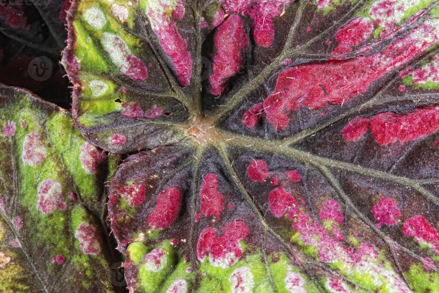 leaf texture background photo
