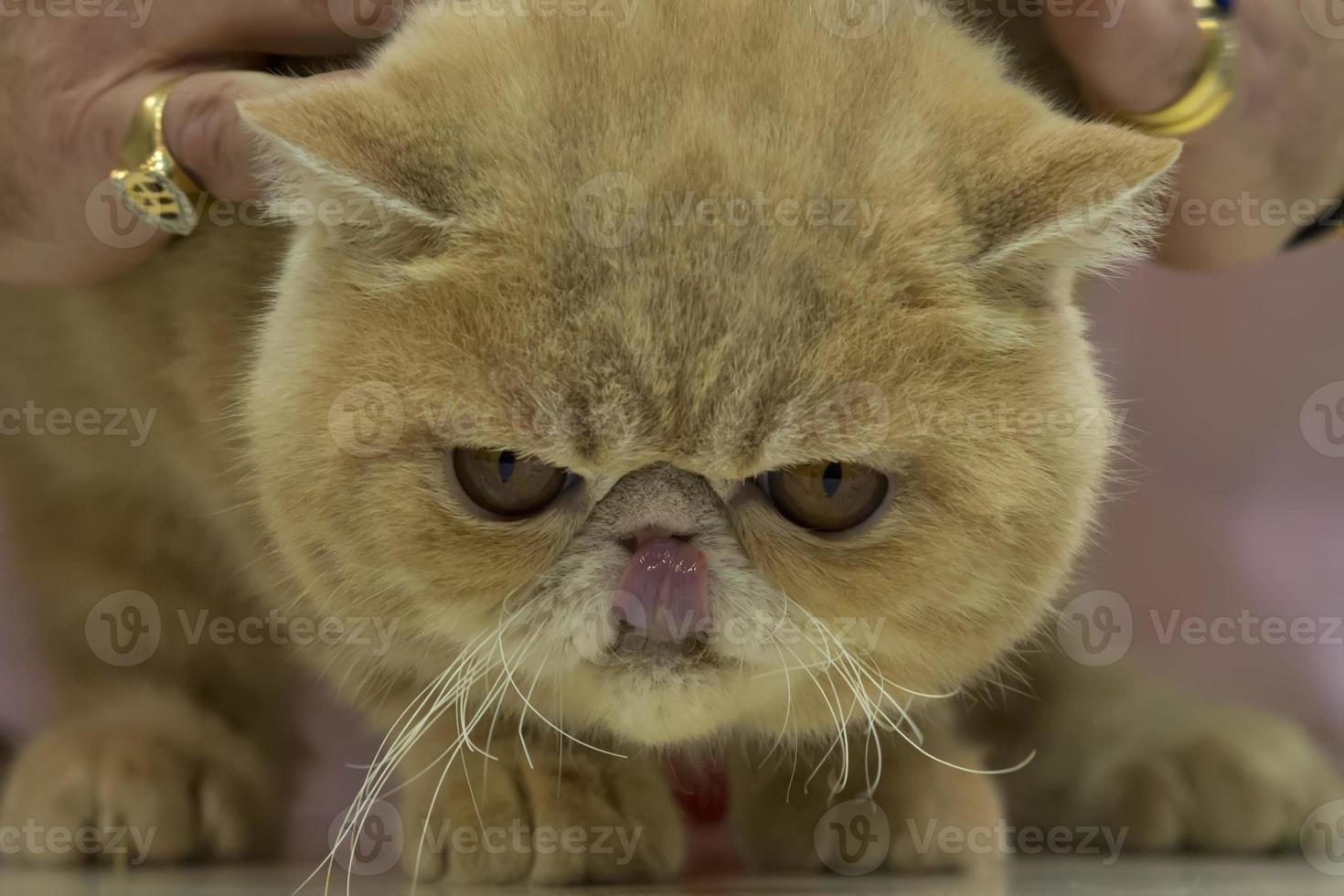 cat close up portrait photo