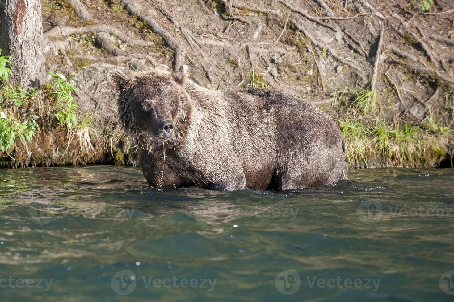 Grizzly bear in alaska river photo