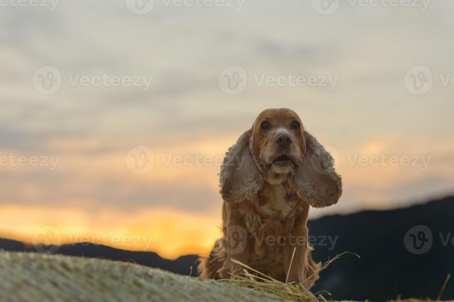 Cocker spaniel dog looking at you at sunset photo