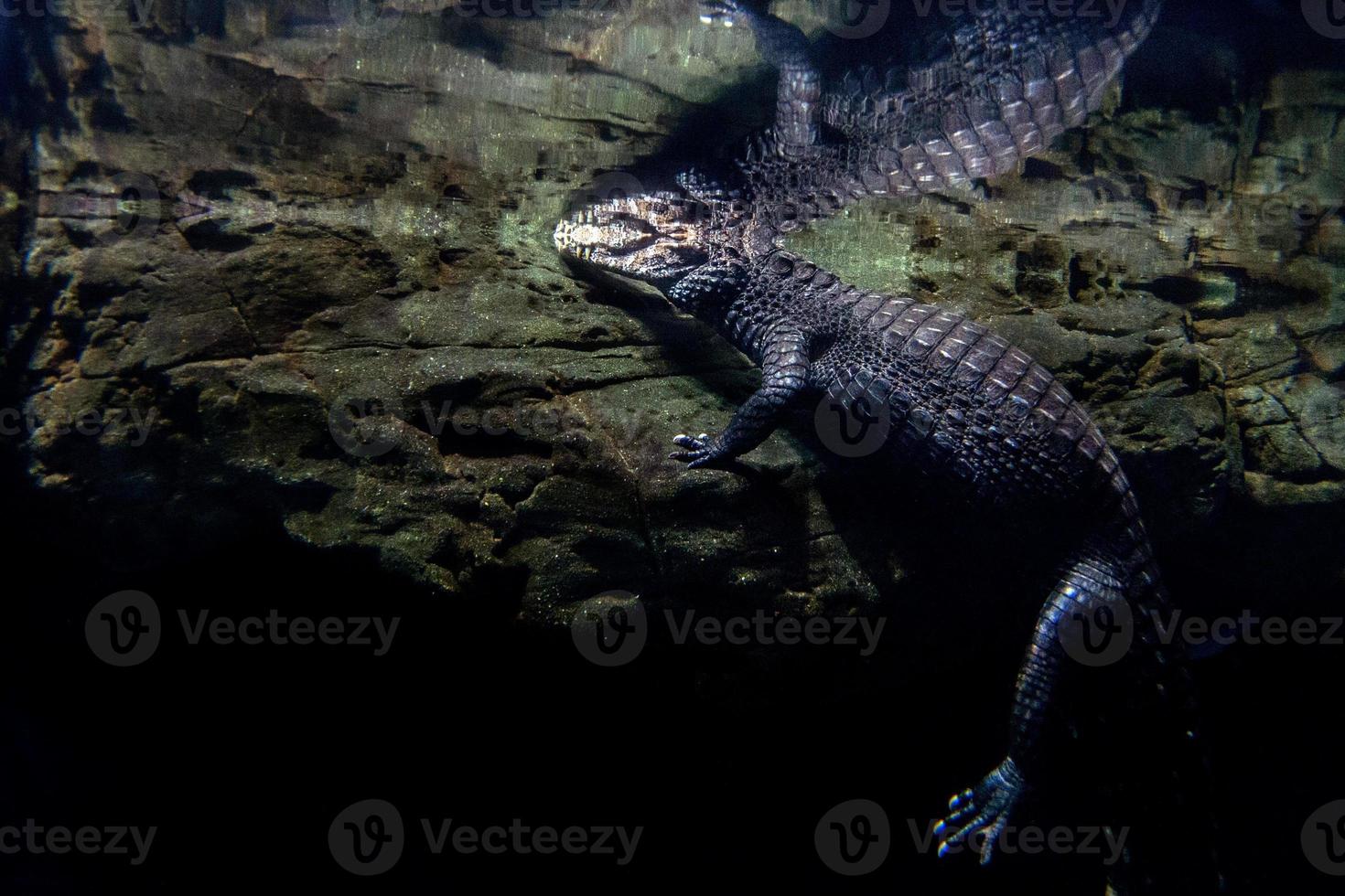 tail of Crocodile Alligator underwater portrait photo