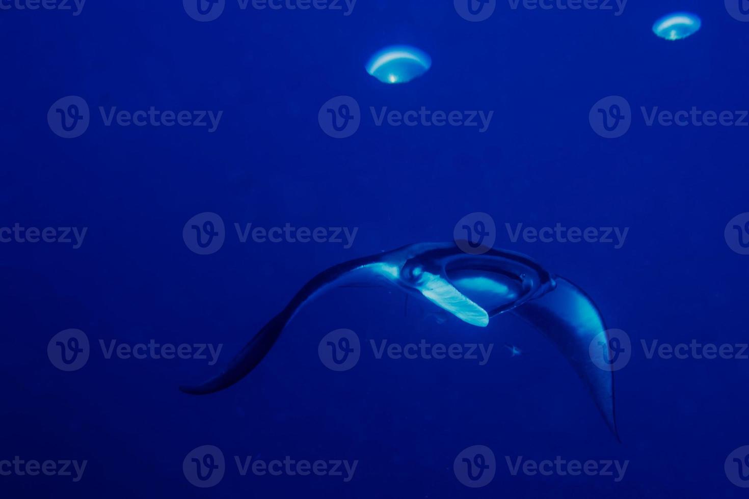 A manta in the deep blue ocean photo