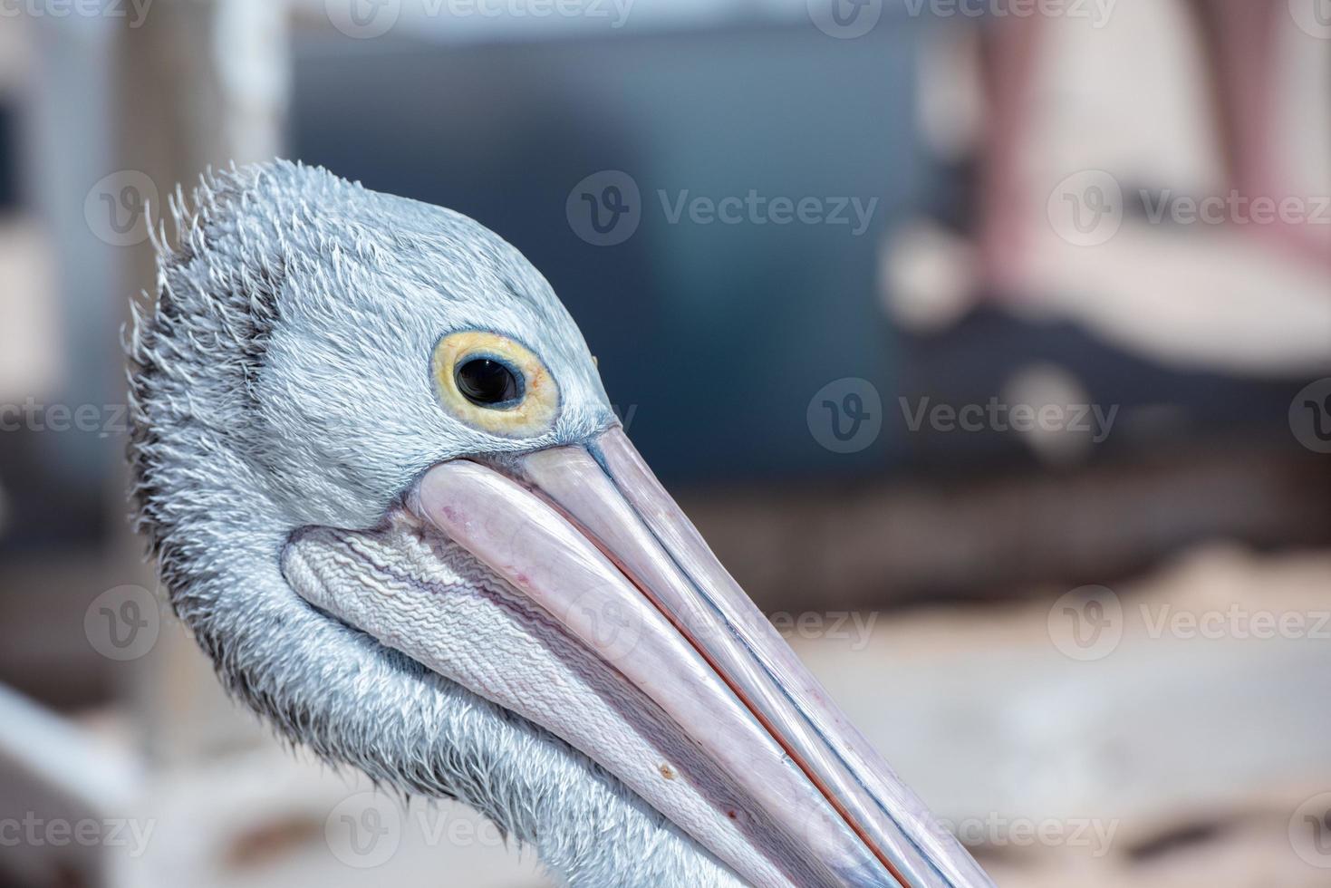 pelican portrait on the sandy beach photo