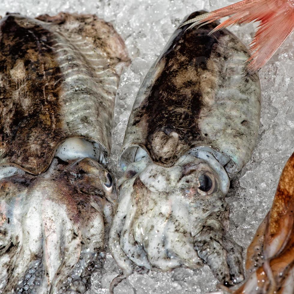 fresh cuttlefish at the market photo