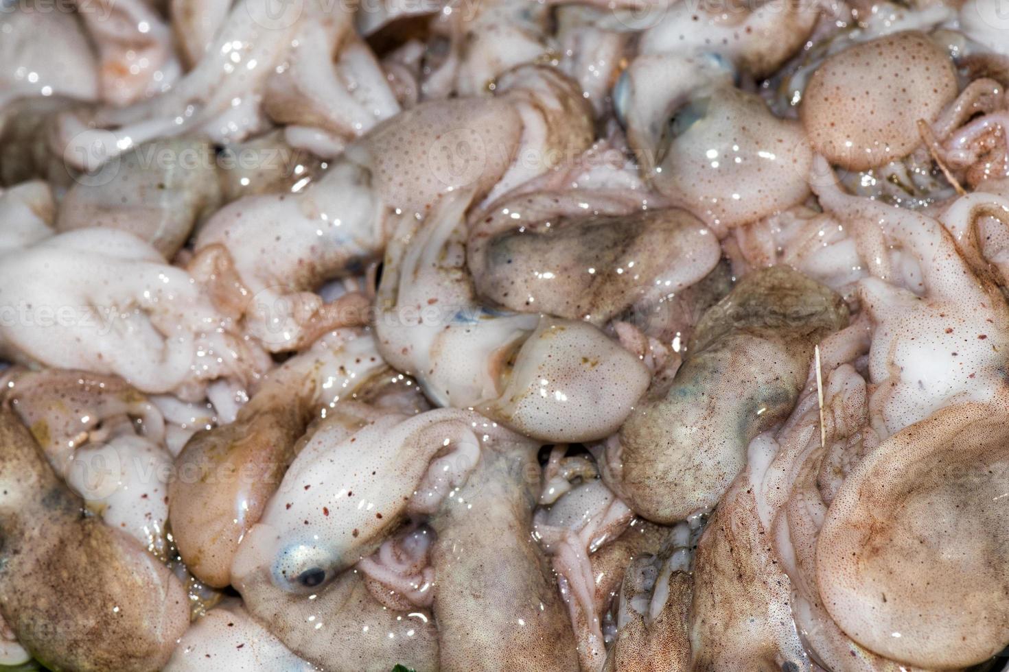 fresh baby octopus at the market photo