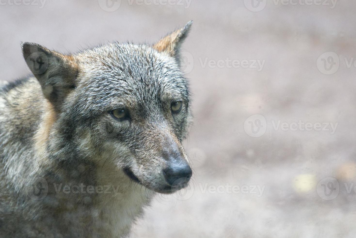 A wolf while photo