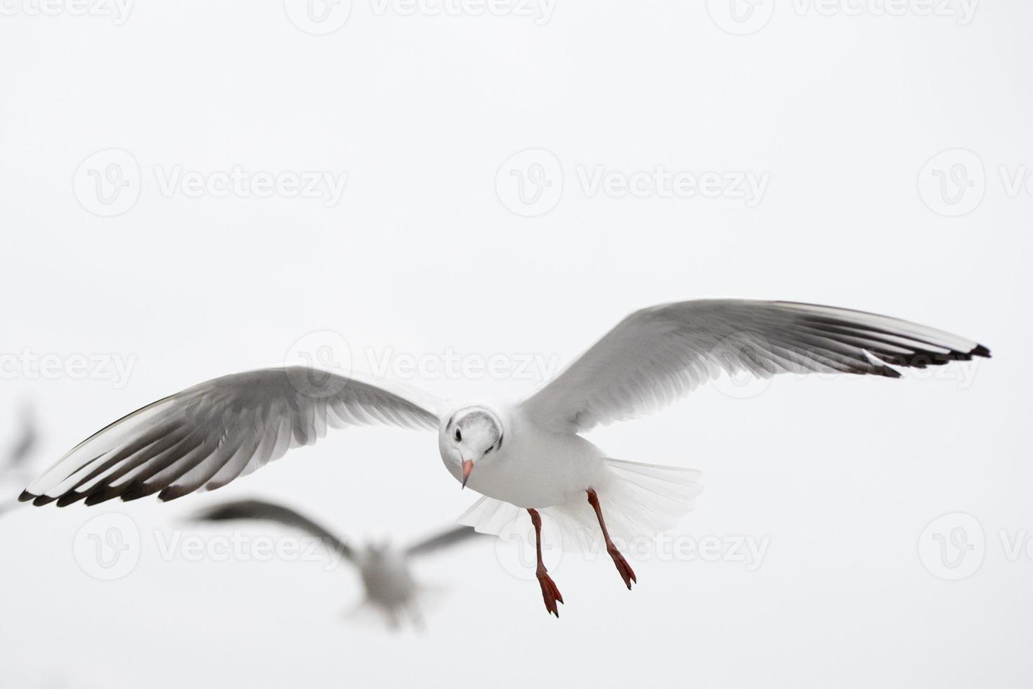 gaviota volando hacia ti en el fondo blanco foto