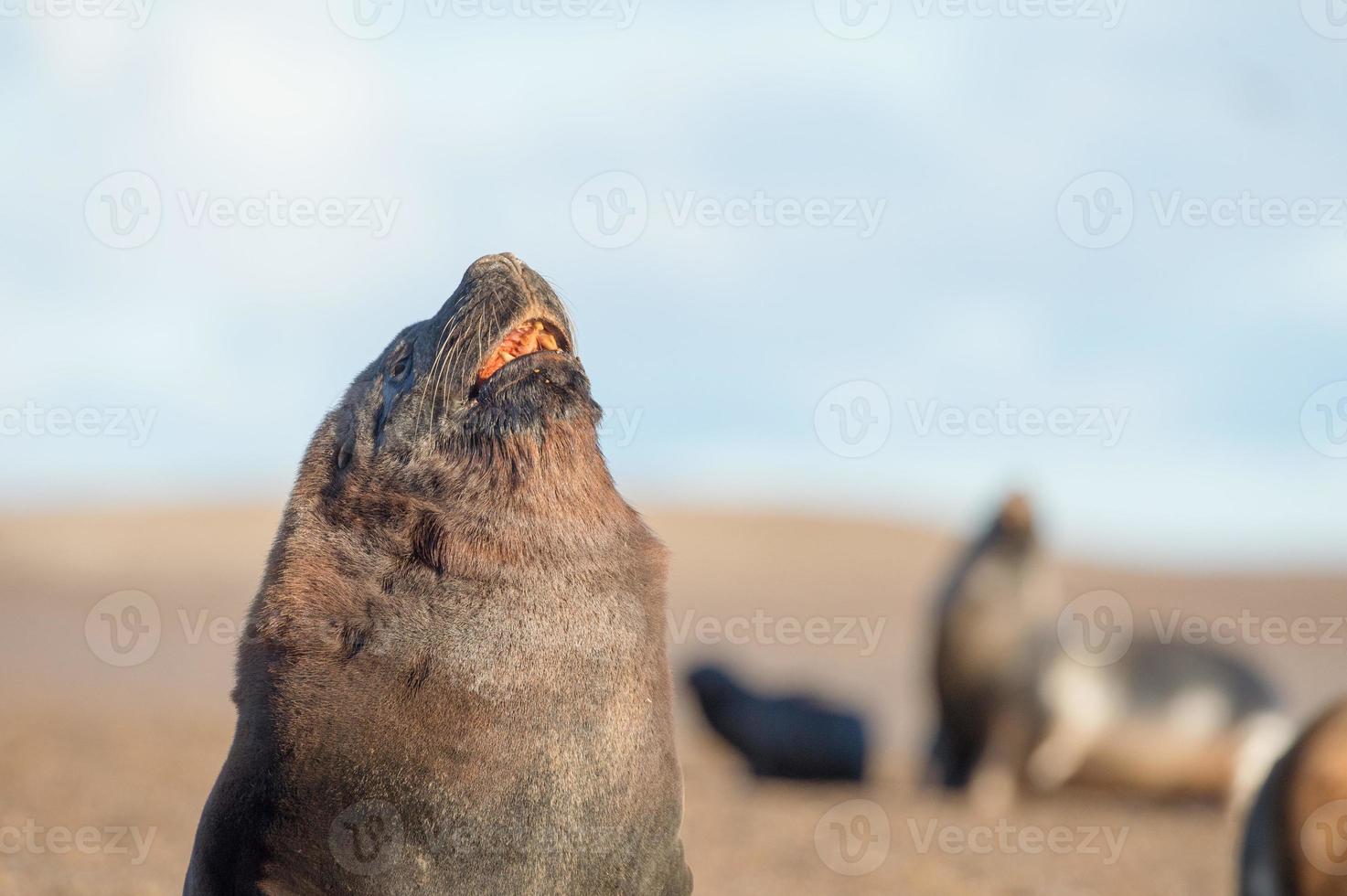 Male sea lion seal portrait on the beach photo