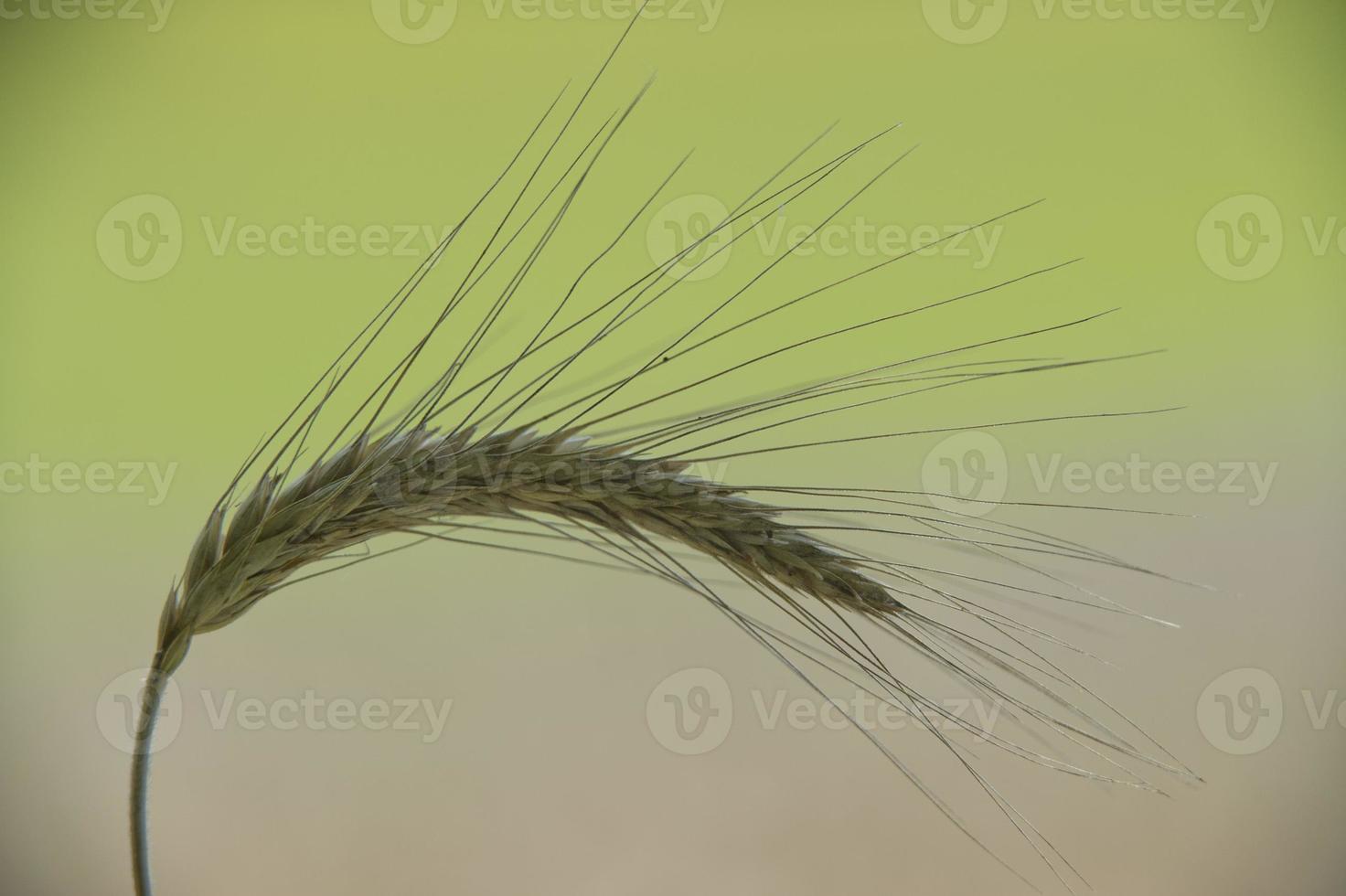 Mature Grain wheat field photo