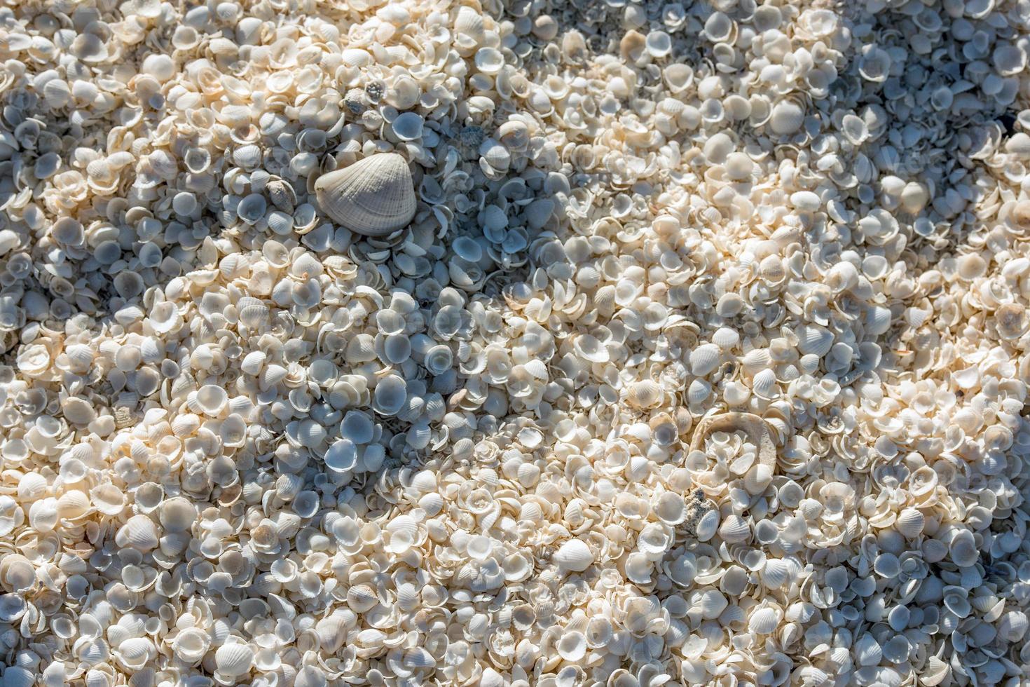 shell beach in west australia photo
