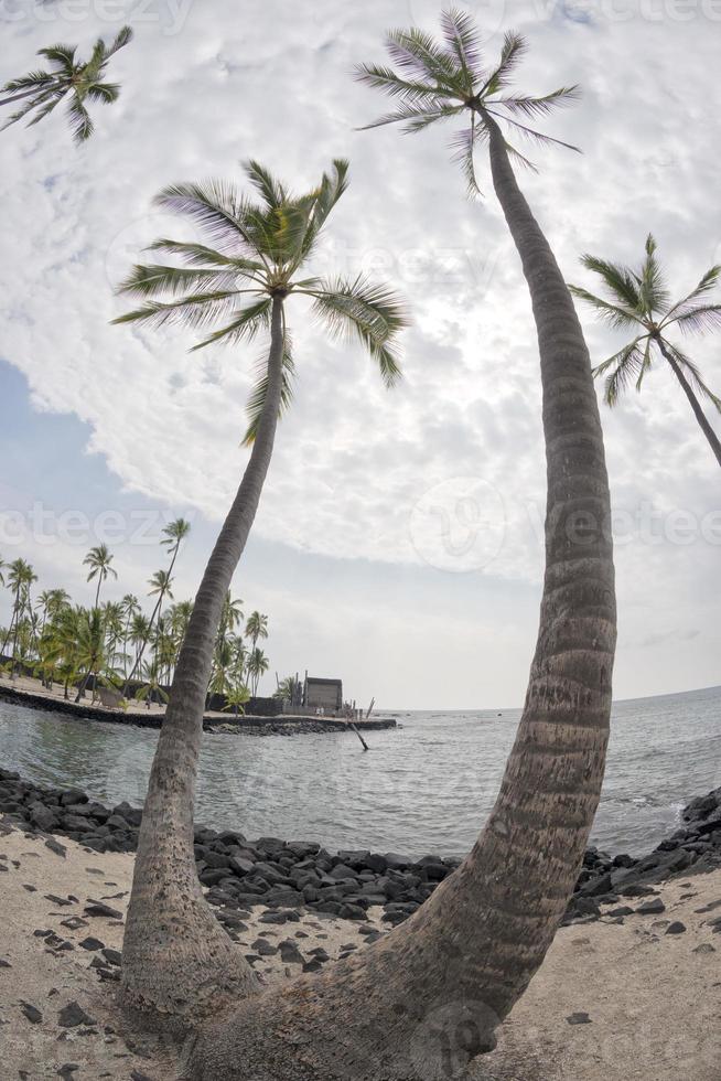 Coconut Palm Tree on tropical white sand beach photo