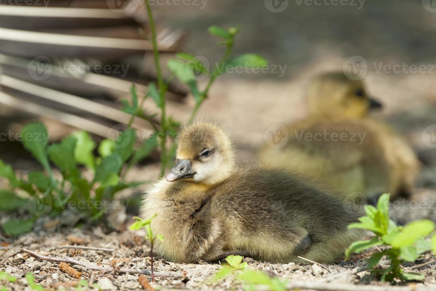 Isolated young Duck while looking at you photo