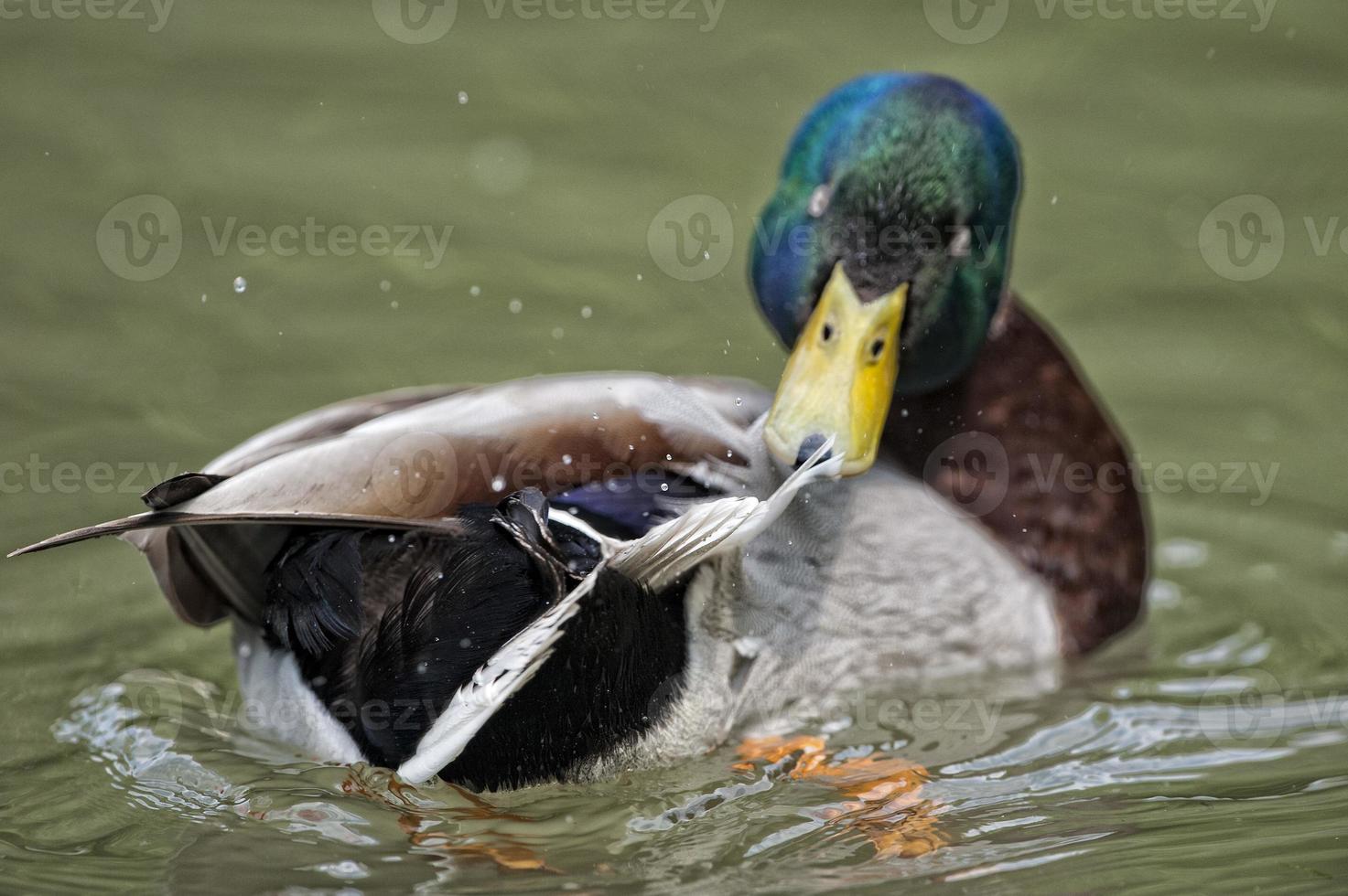 Isolated wild Duck while looking at you in the green background photo
