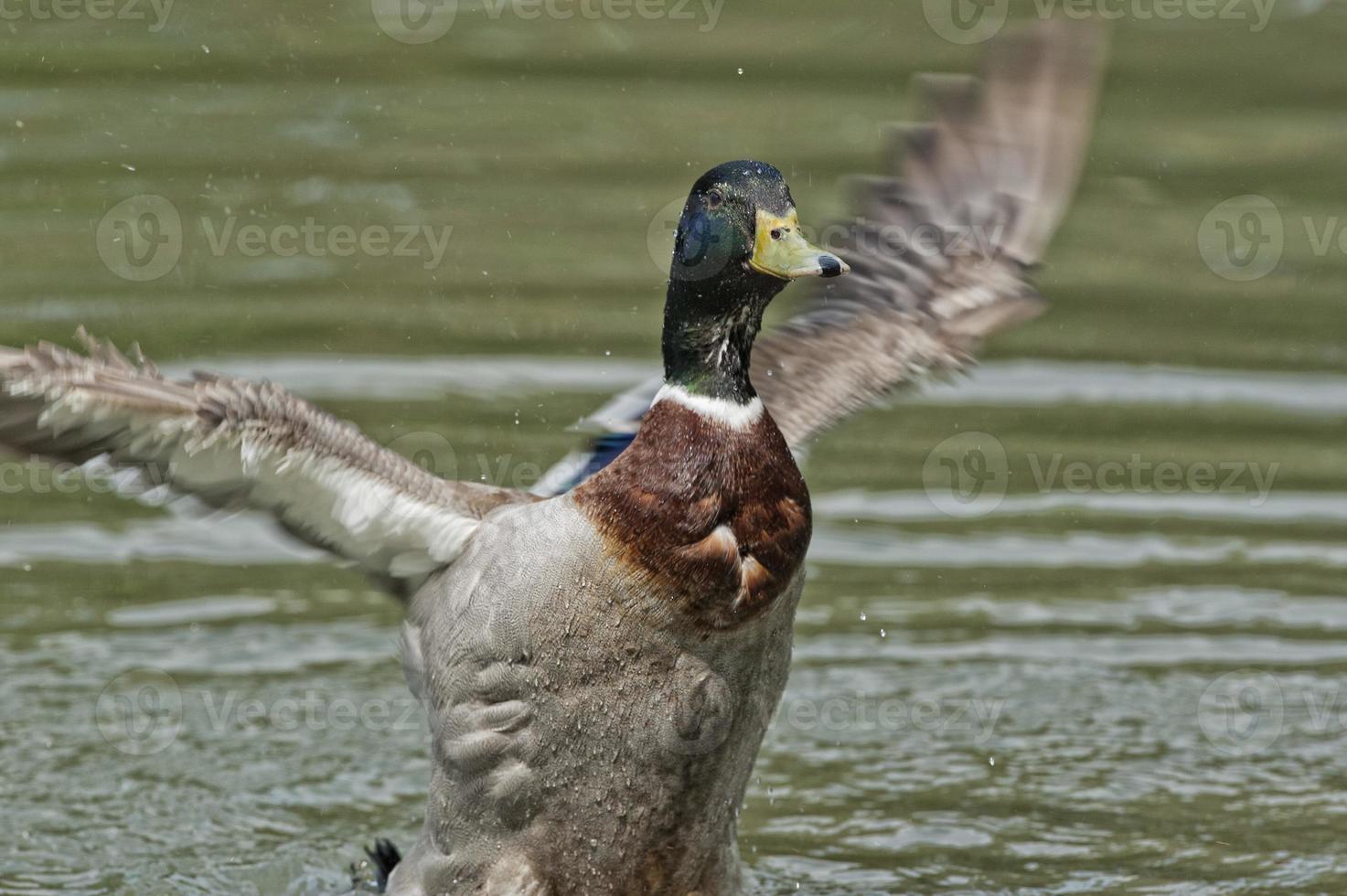 Isolated wild Duck while looking at you in the green background photo