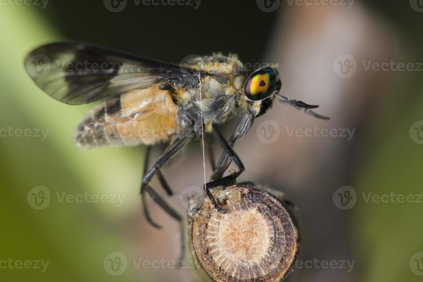 wasp bee multicolor eye photo