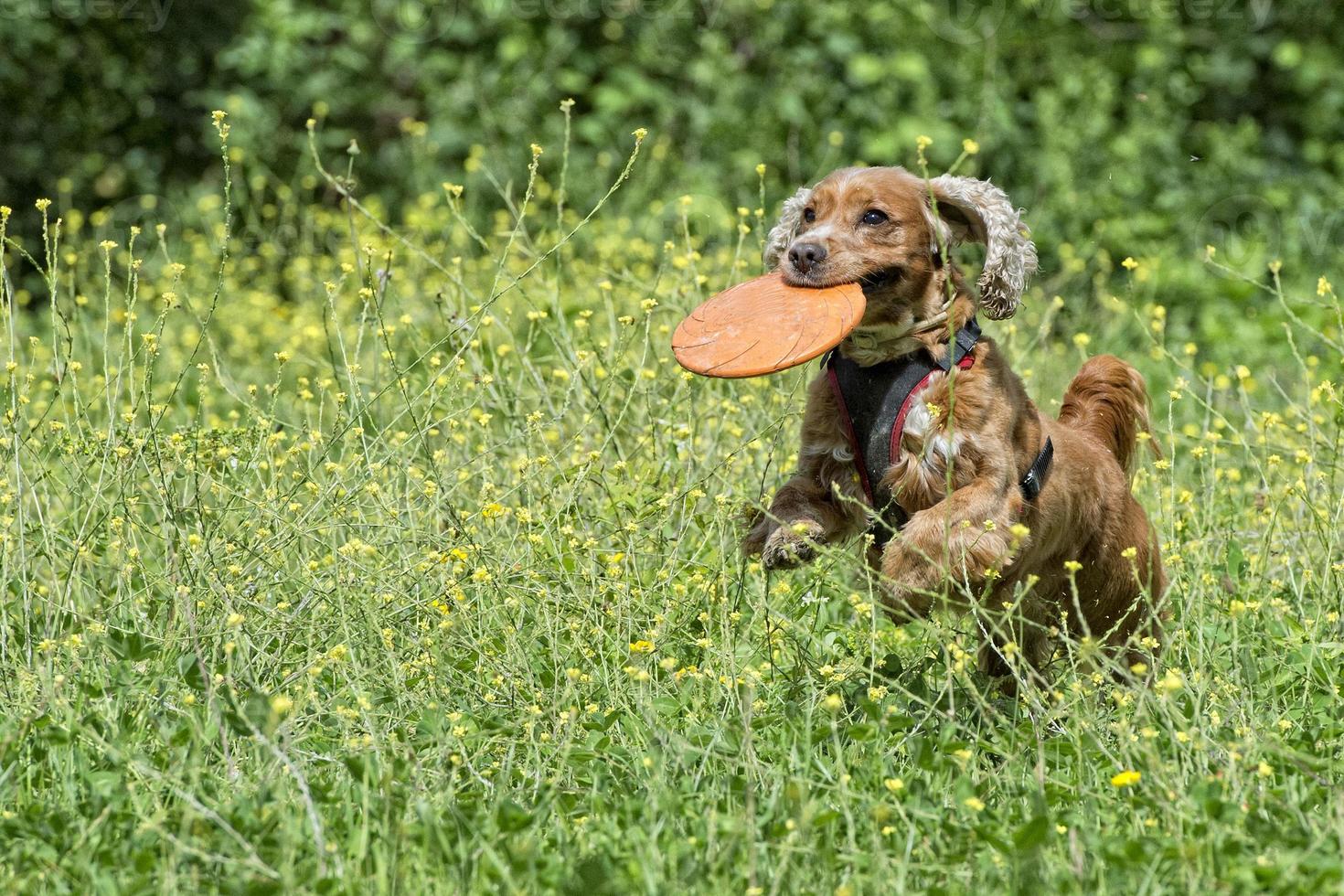 contento perrito perro corriendo a usted en verde césped antecedentes foto