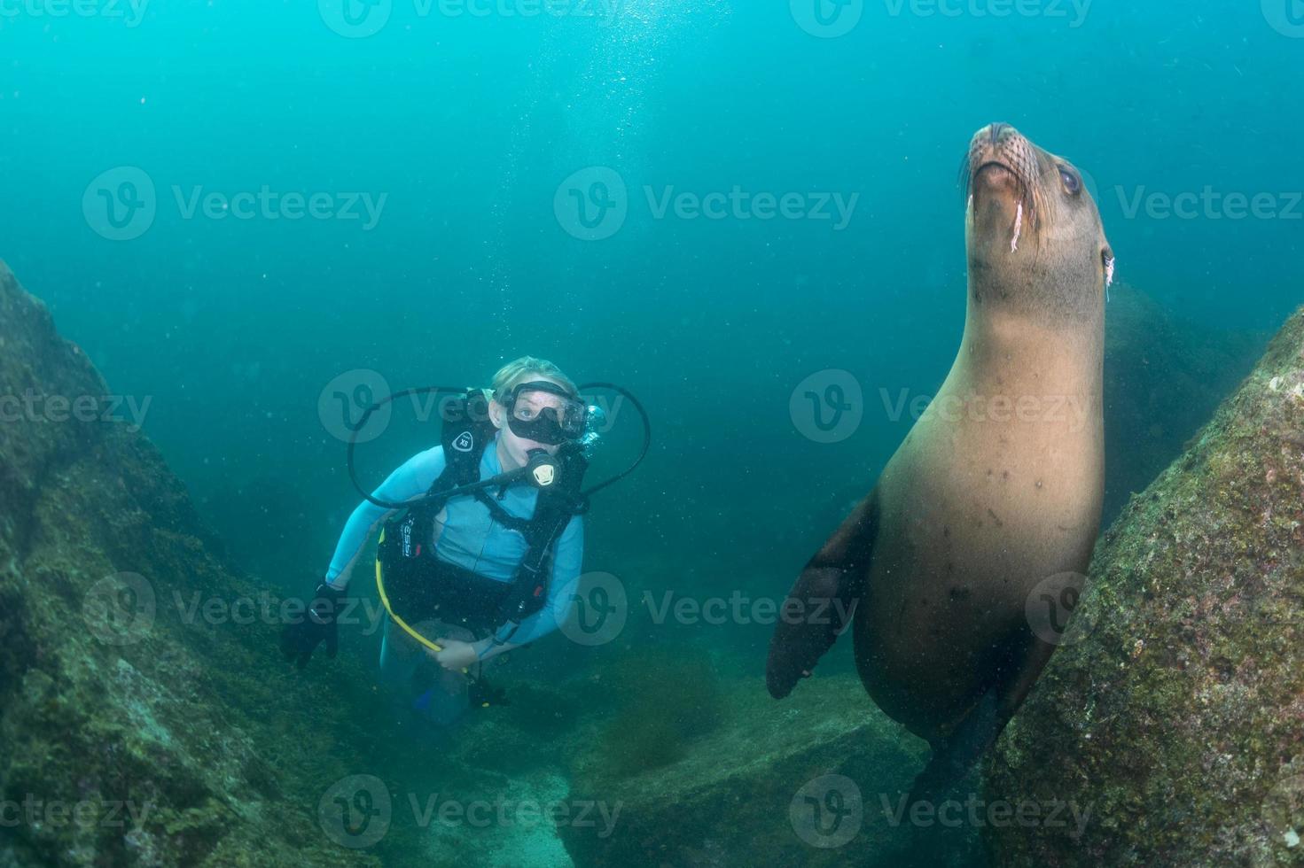 beautiful blonde girl and sea lion underwater photo